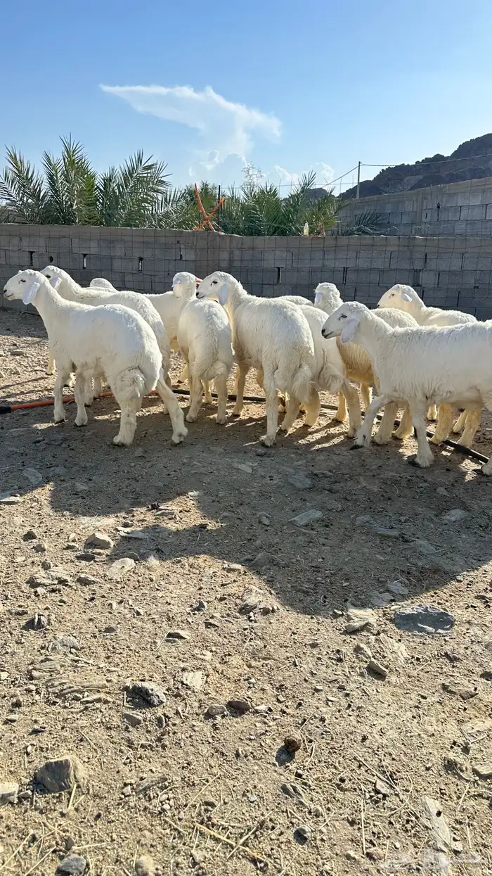 طليان 3