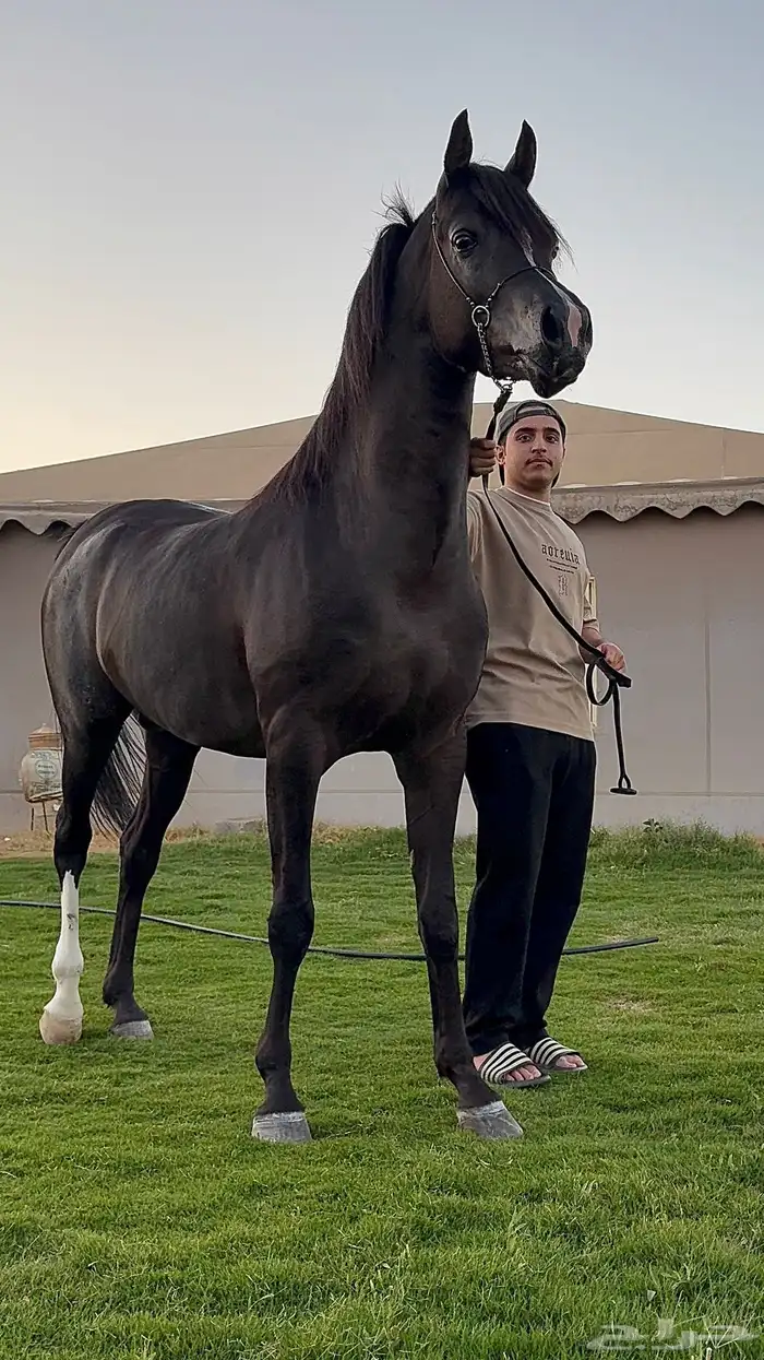 فحل ادهم متاح للتشبيه لوجه الله . 1