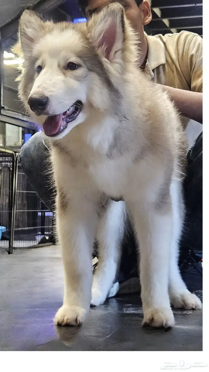 جراوي ألاسكا مالموت إناث 4