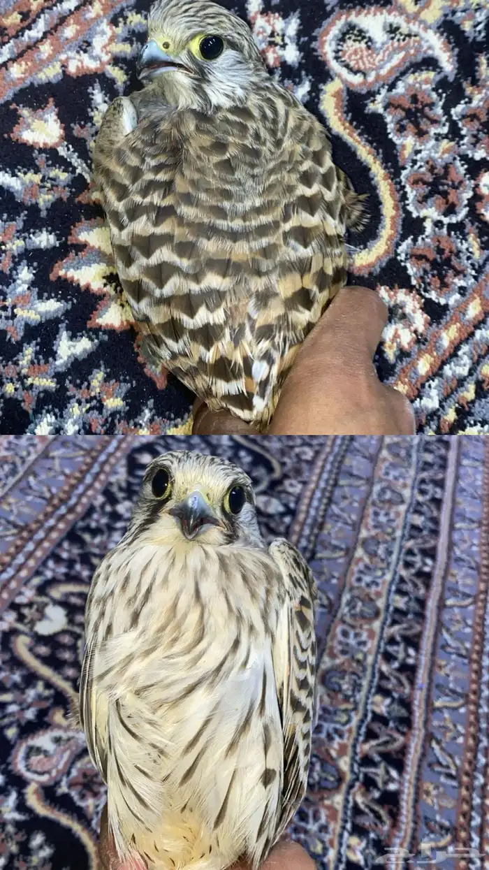 السلام عليكم للبيع باشق 0