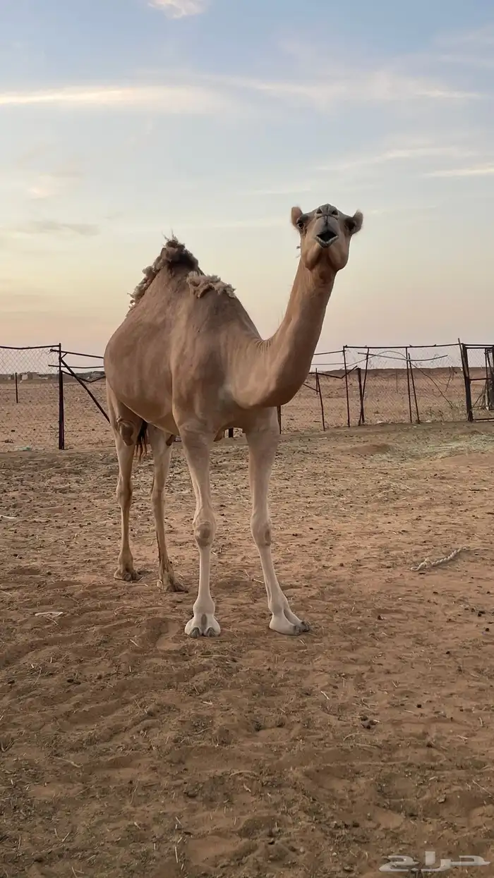 بكره ثنيه طيبه للبيع 0