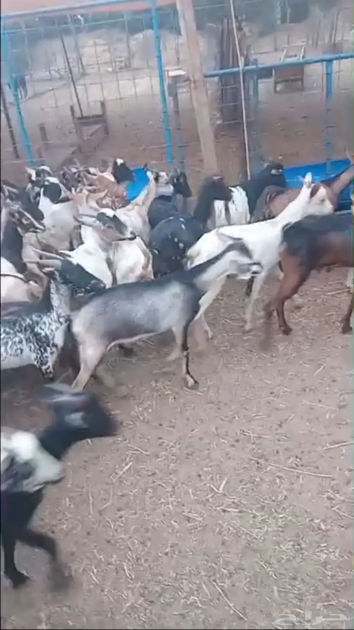 تيوس يمانيه مستورده فل شحم ولحم 9