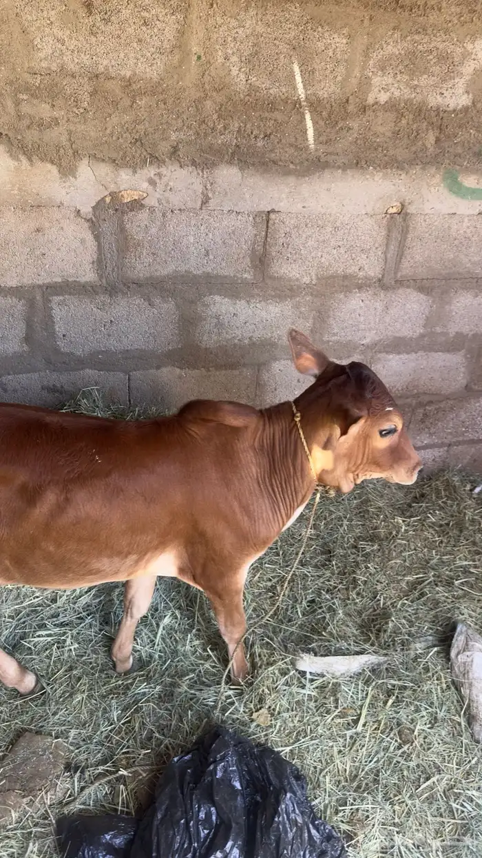 بقره ناتج بكر كفو 7