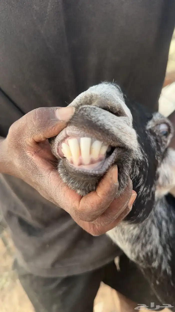 عوارض دفيع 6