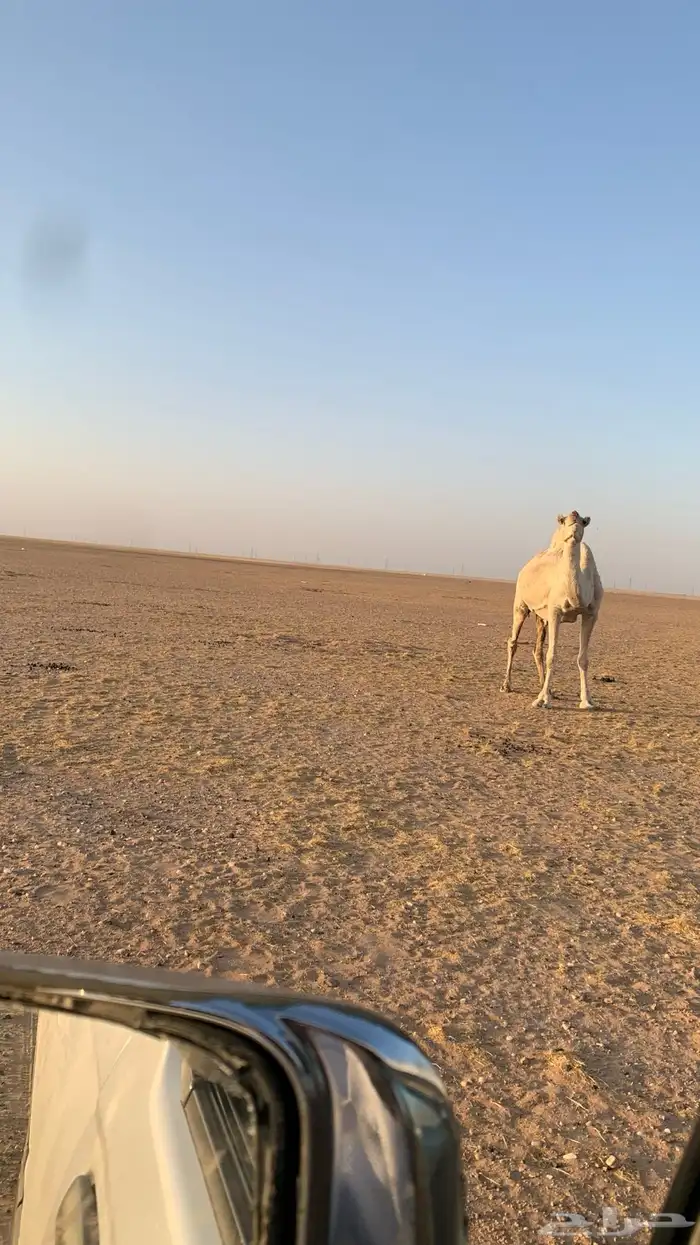 ناقتين القحات شقحاء وضحاء 8