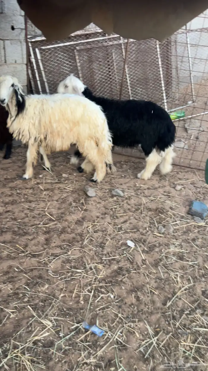 اربع طليان و ثلاث رخال 1
