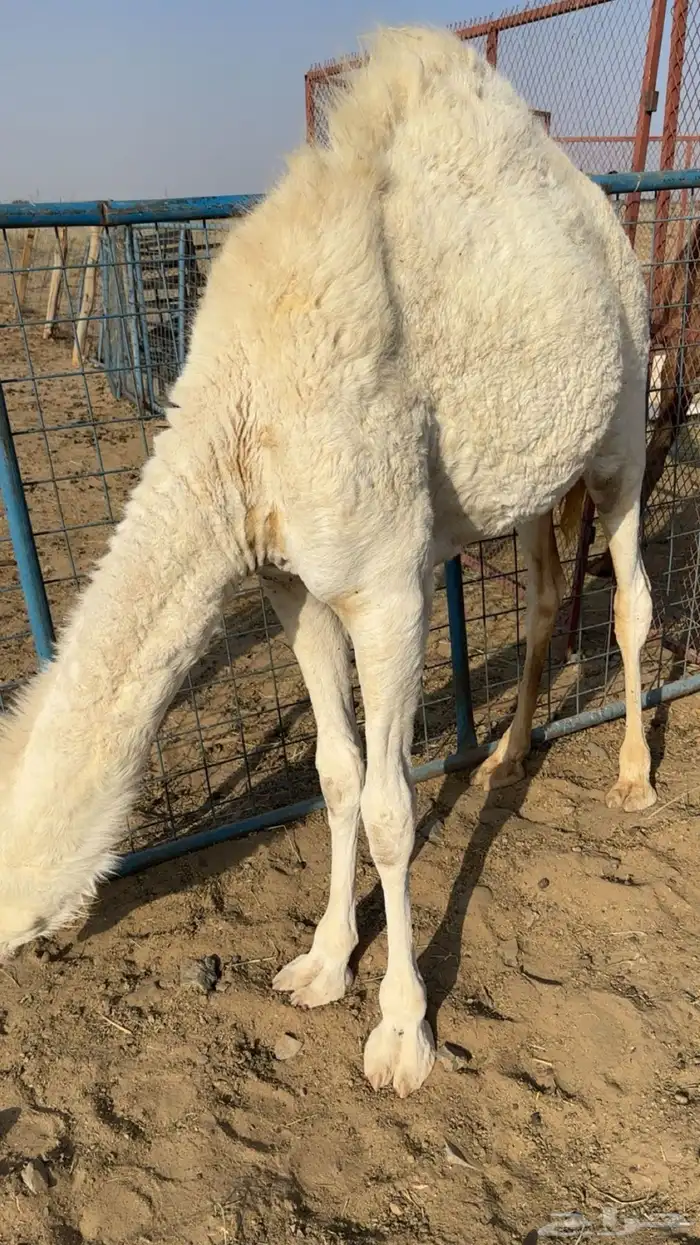 بكرة لبانية للبيع 1