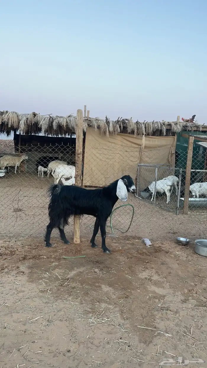عوارض دفيع 4