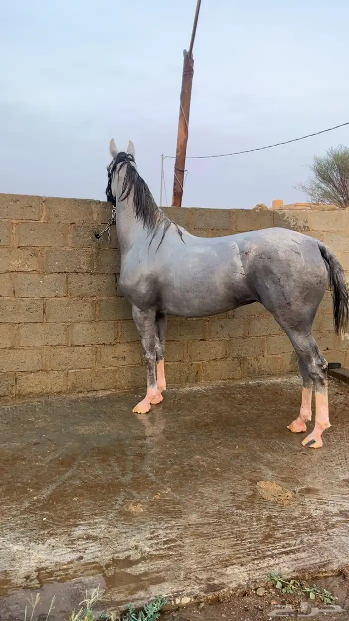 فرس جزيرية شعبية 0