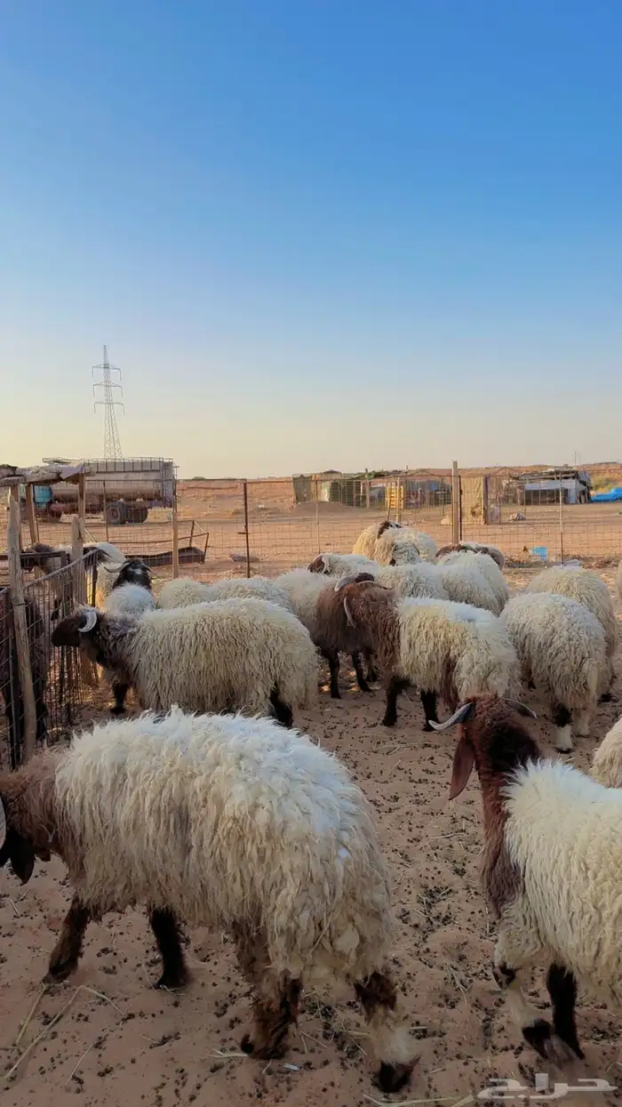 خرفان نعيم بلدي جبر العدد 33 ( بريدة) 0