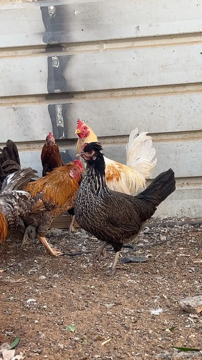 ديوك و دجاج بلدي 7