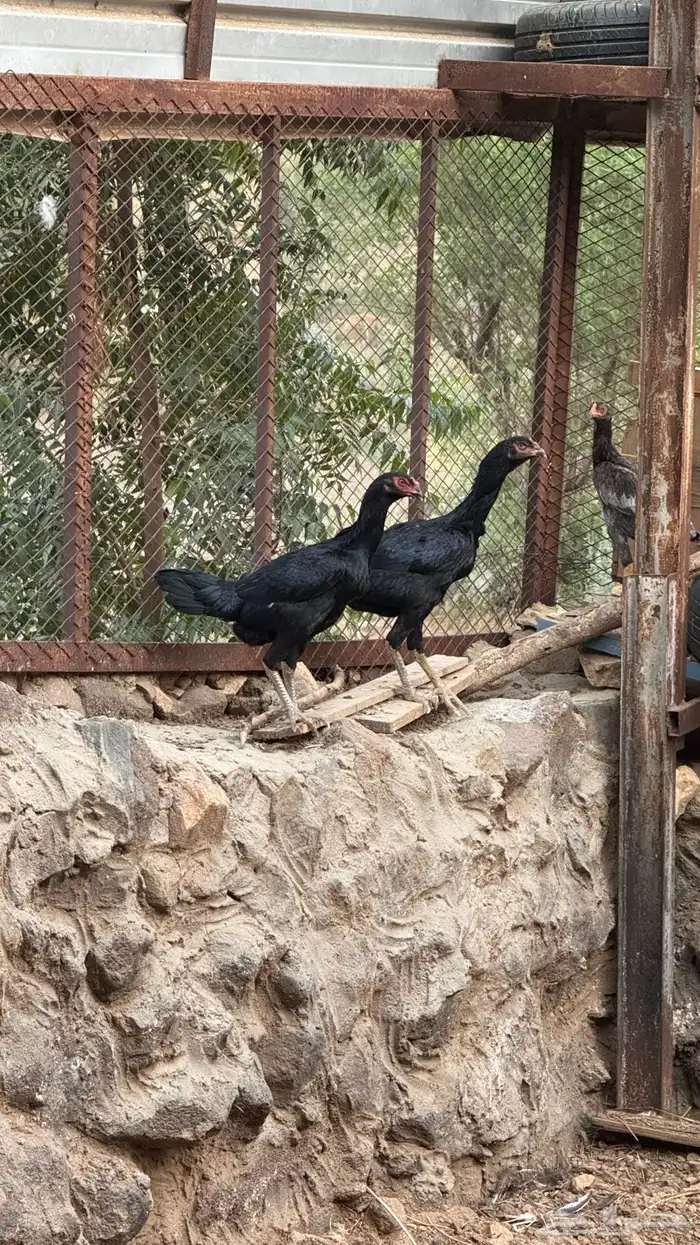 دجاج باكستاني شامو 2