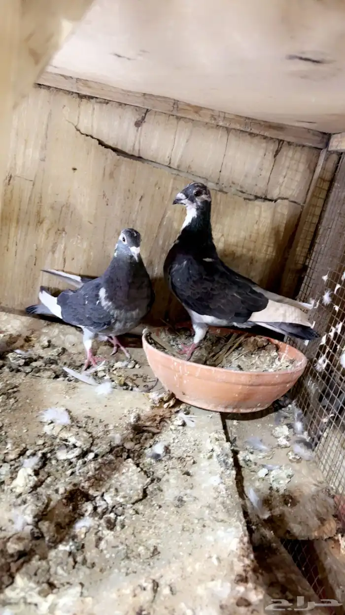 زاجل سباق 7