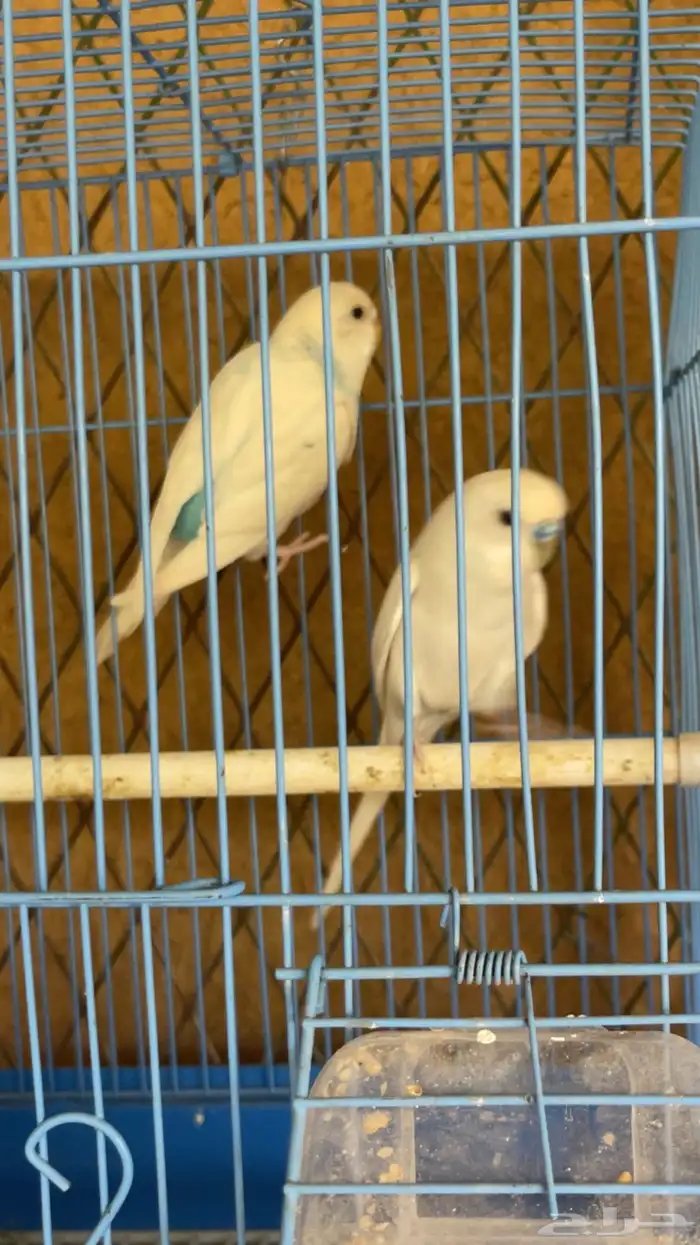 طيور الحب بادجي 3