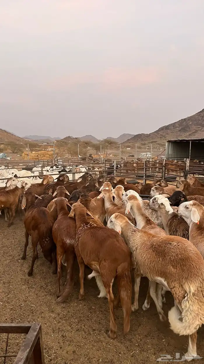 طليان سواكن حمرب ذبايح جادعان مرابى 2