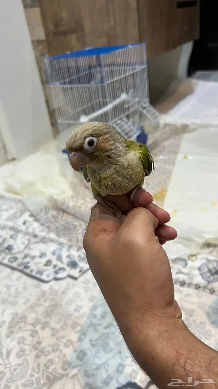 ببغاء كنيور 2