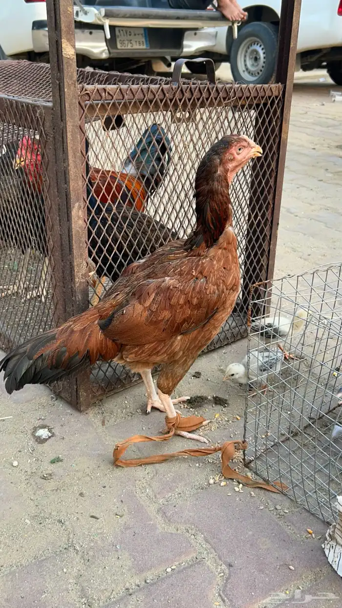 دجاج بكستاني 4