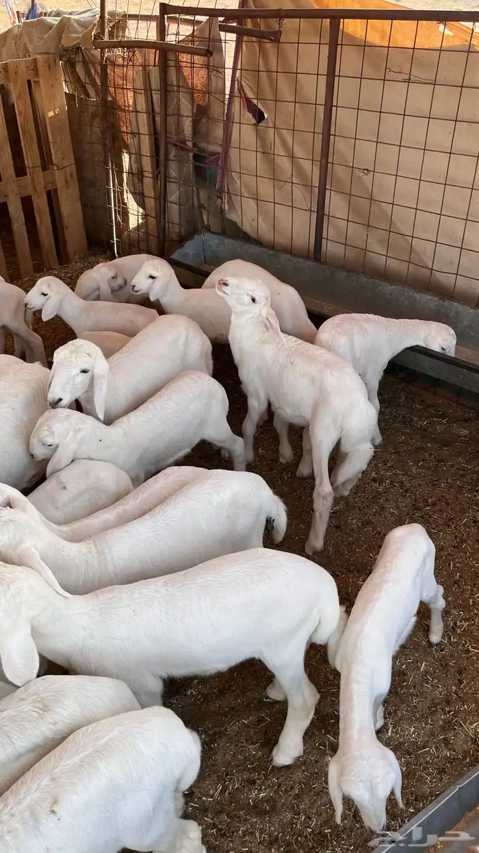 طليان حريه البيع مستعجل 0