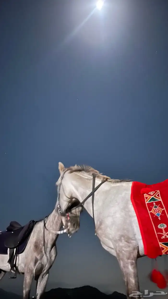 حصان كفو وحار العمر 3سنه و7شهور ولا يجي إل الصامل ولا بدل 1