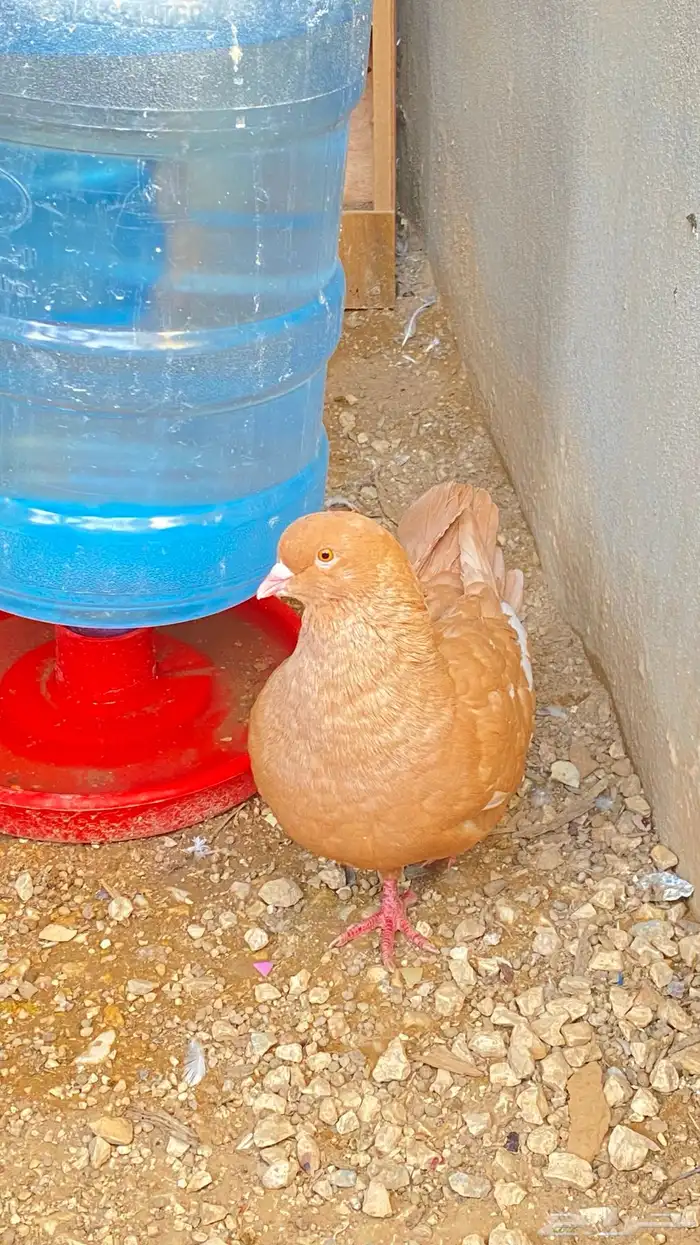 زواج كنق 9