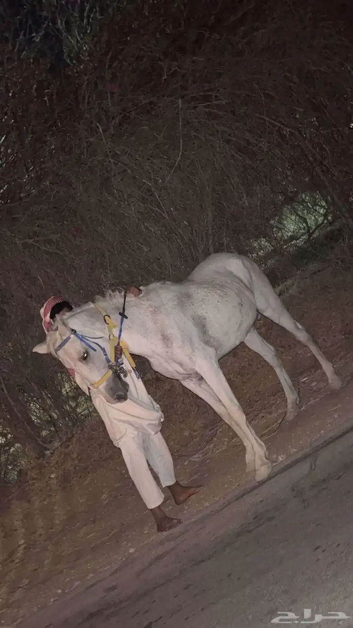 فرس عربيه 0