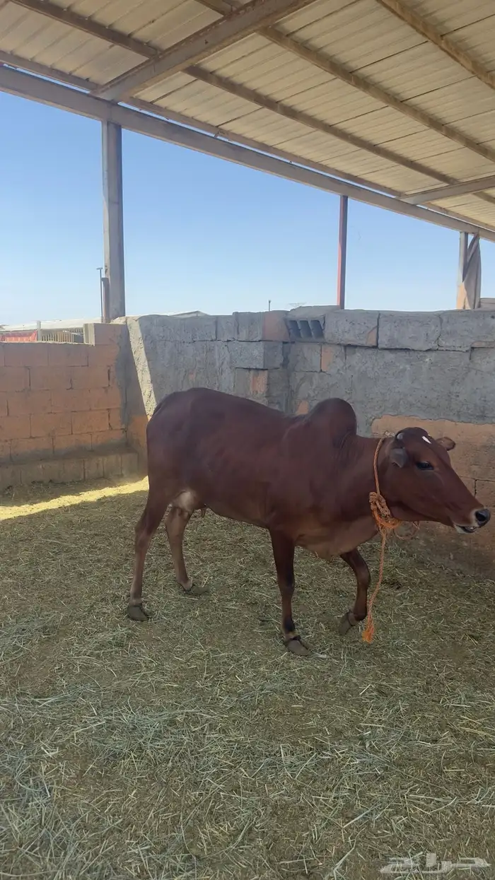 بقره ناتج بكر كفو 2