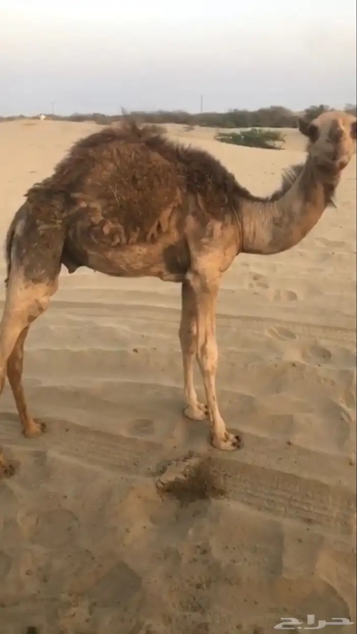 قعدان للبيع 0