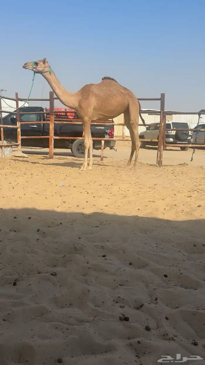 للبيع حقه 0