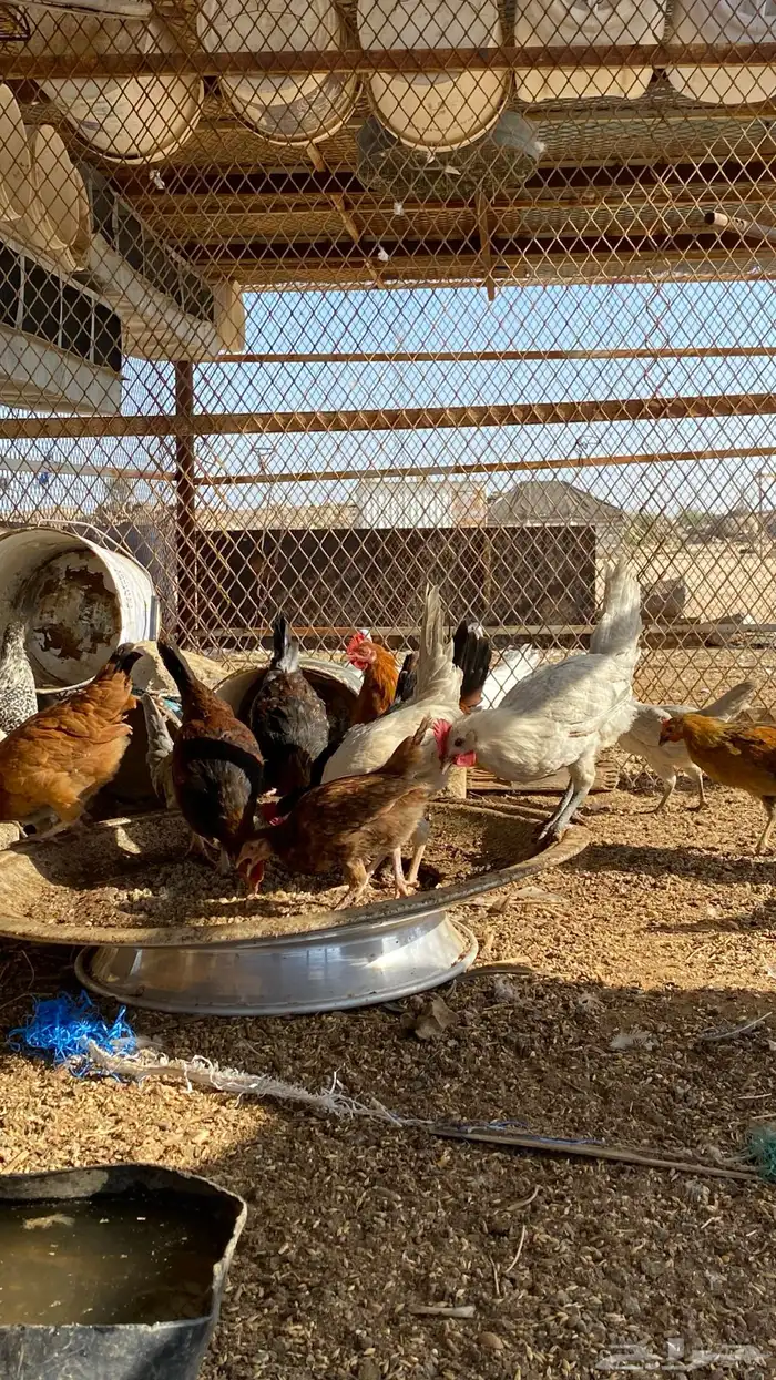 فراريج بلدي 5