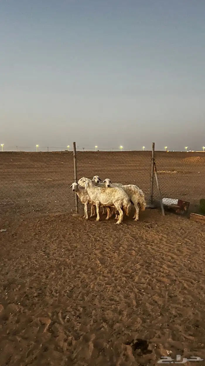 شياه حريات 2