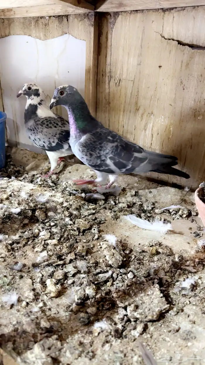 زاجل سباق 9