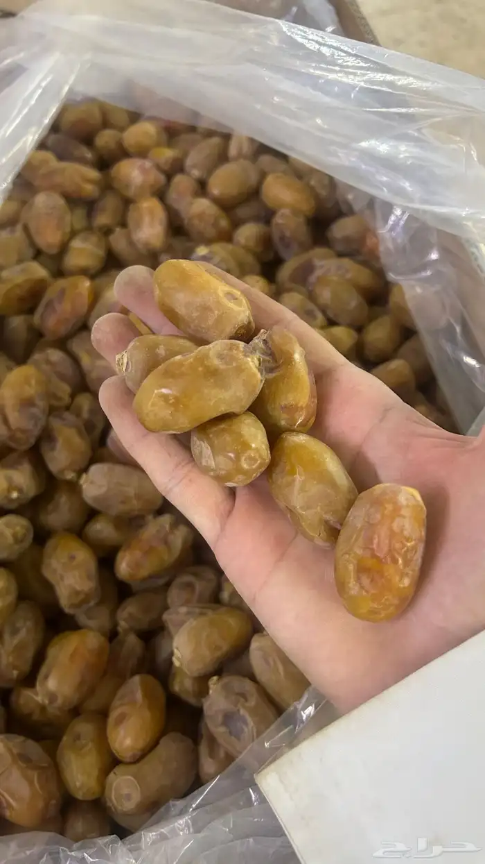 تمر خلاص الاحساء 0