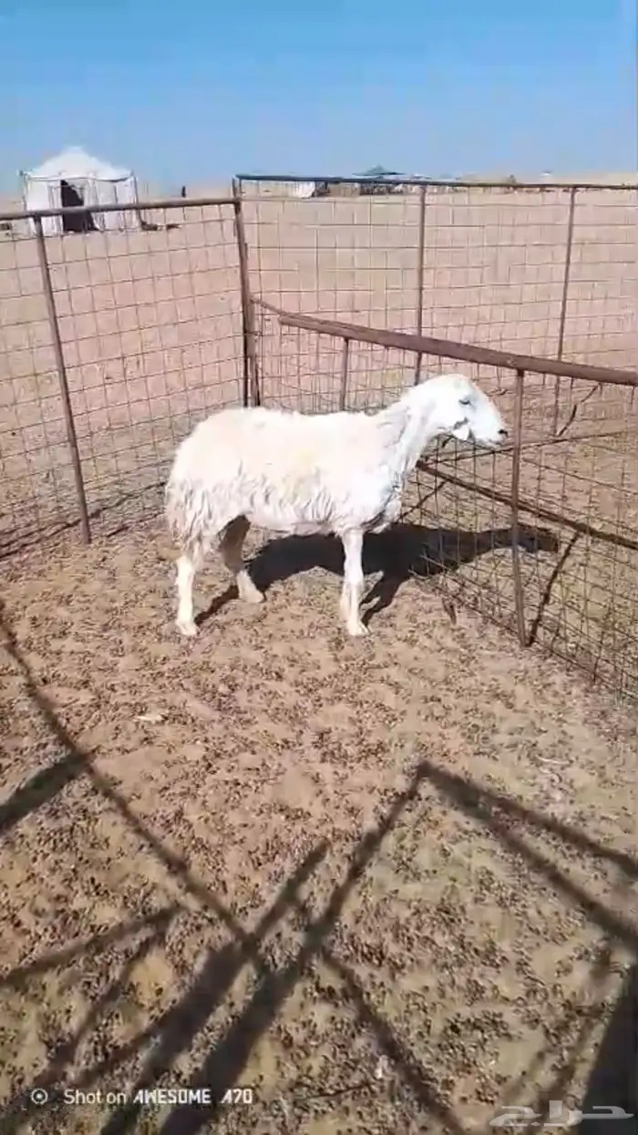 حريه حايل 0