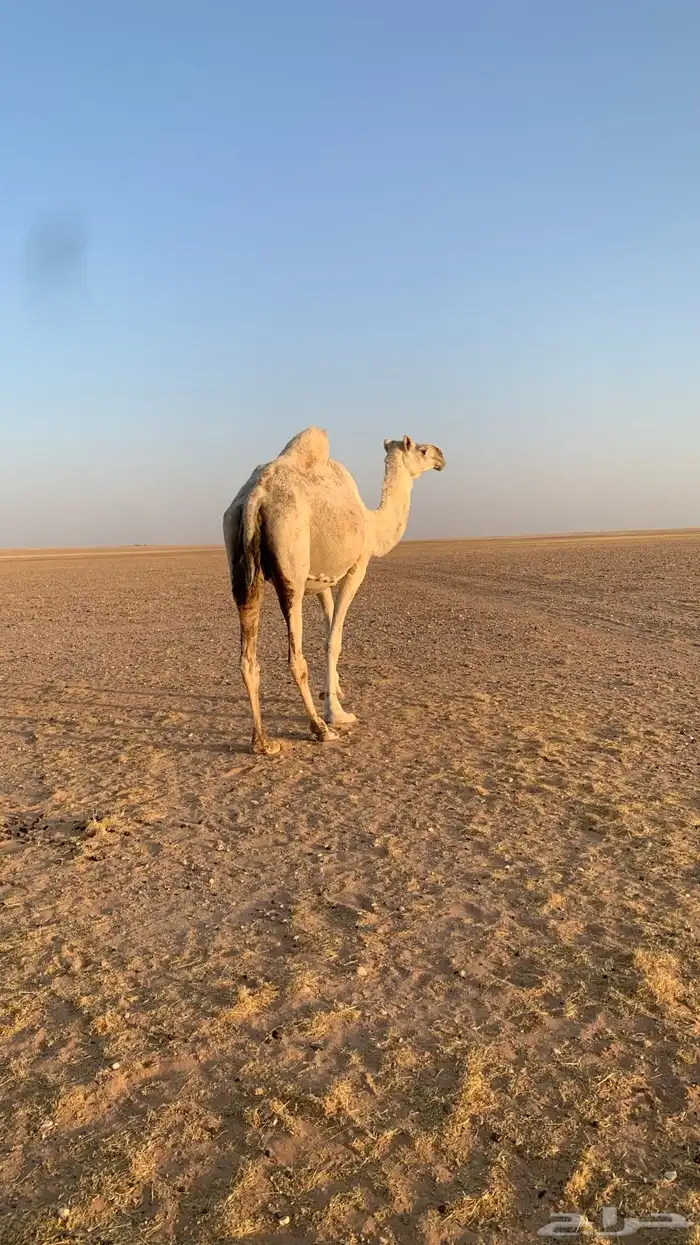 ناقتين القحات شقحاء وضحاء 1