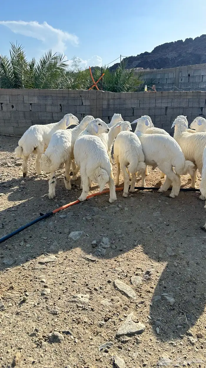 طليان 1