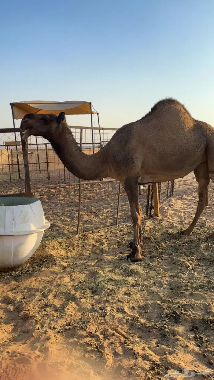 ضروبة عجم صفرا طيبة سنها رباع سليمة العذاريب 0