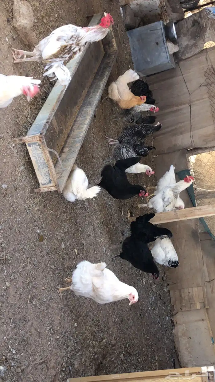 براهما و بلدي 0
