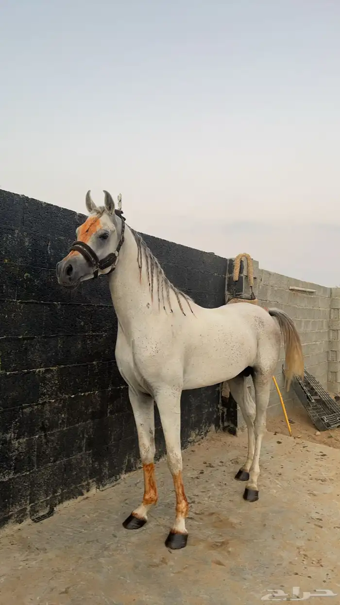 حصان عربي اصيل صقلاوي كفو 4