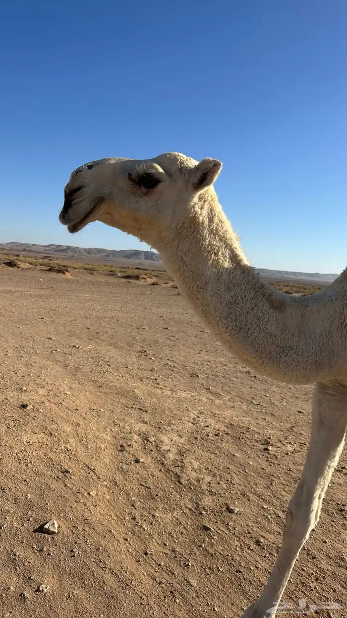 تبوك 1