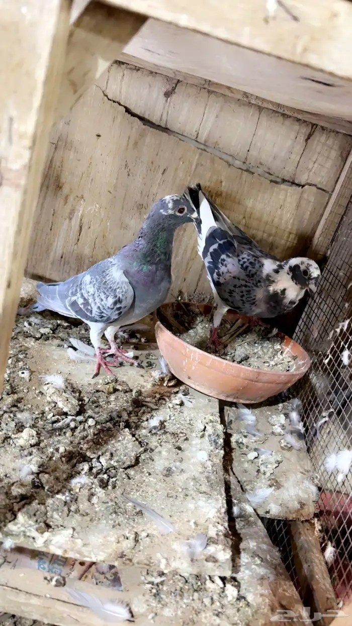 زاجل سباق 8