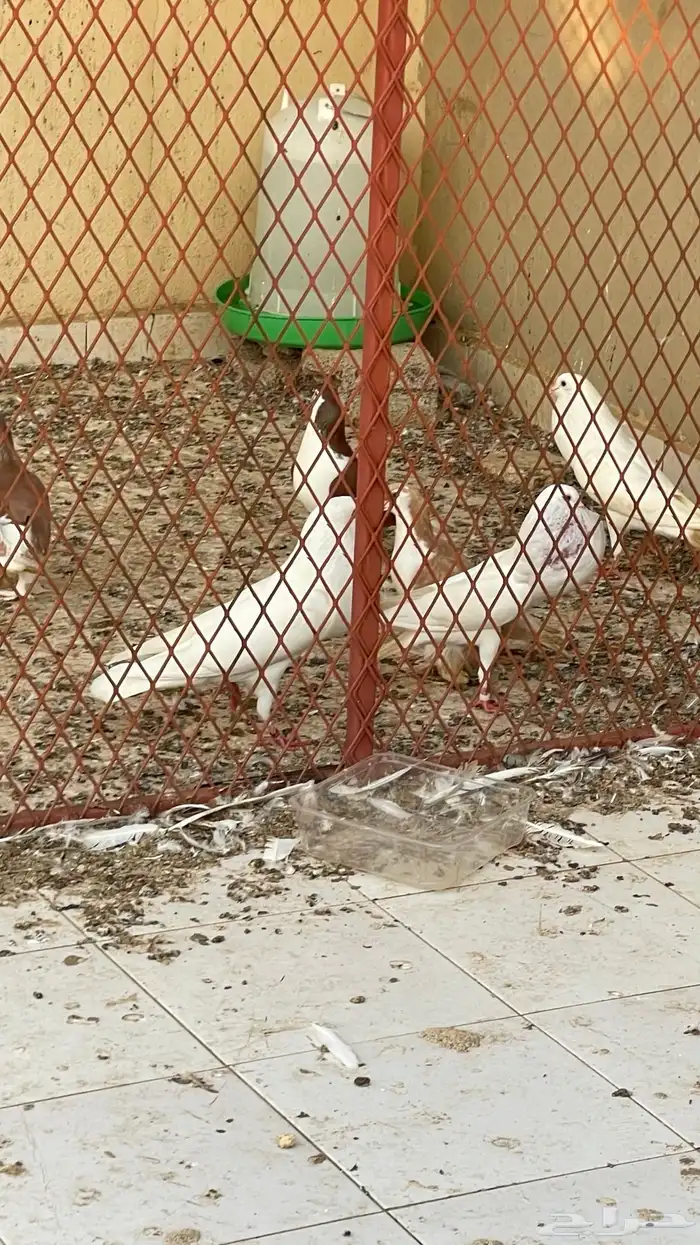 زوج نفاخ نرويجي 0