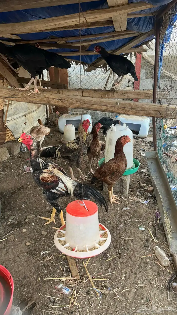 دجاج بكستاني 7