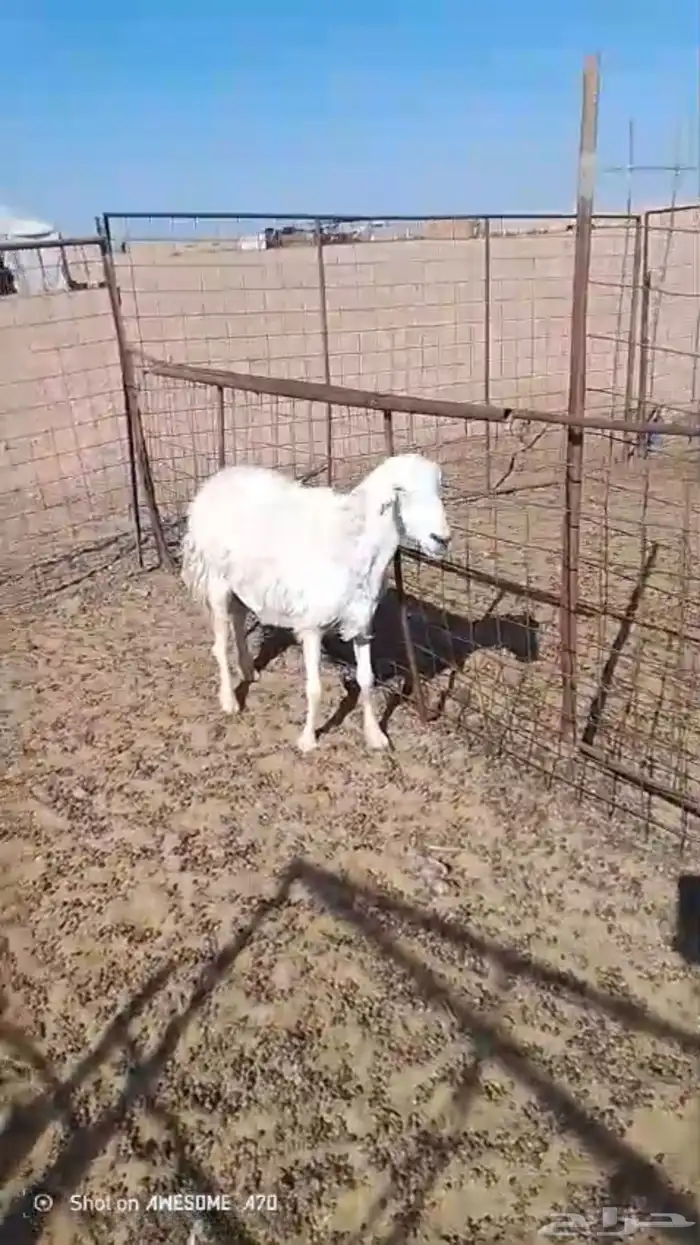 حريه حايل 2