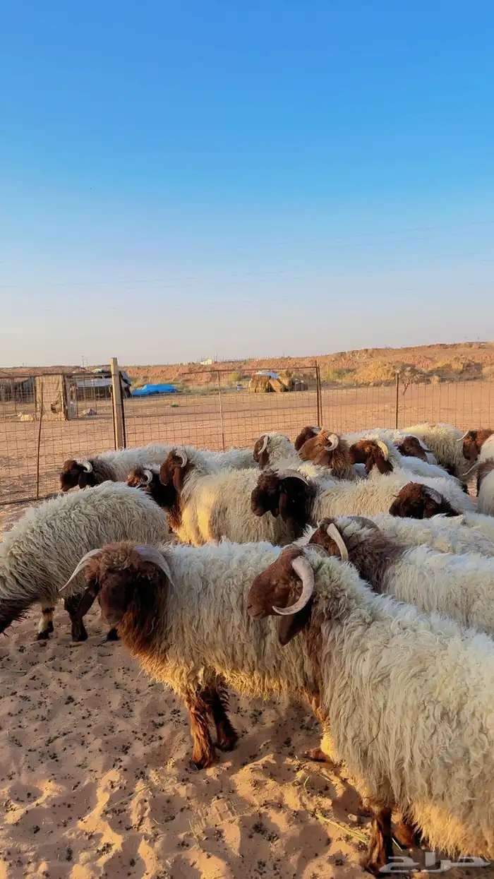 خرفان نعيم بلدي جبر العدد 33 ( بريدة) 5
