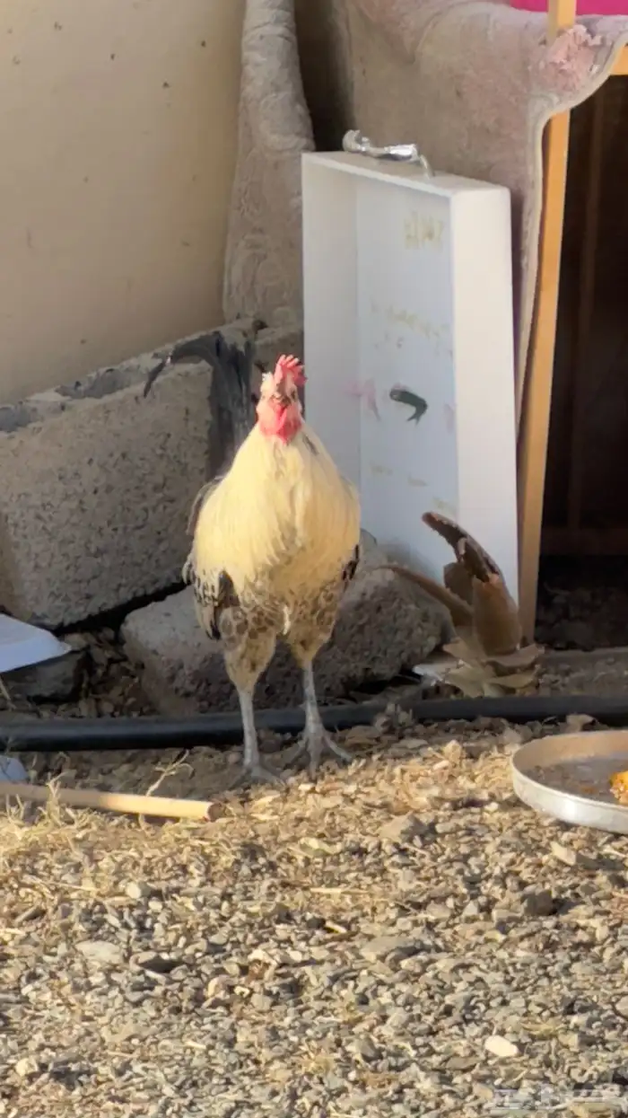 ديك عربي للبيع 3