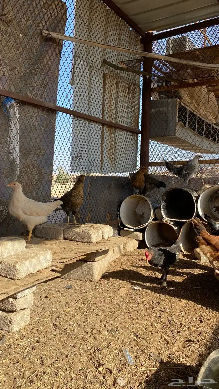 فراريج بلدي 1