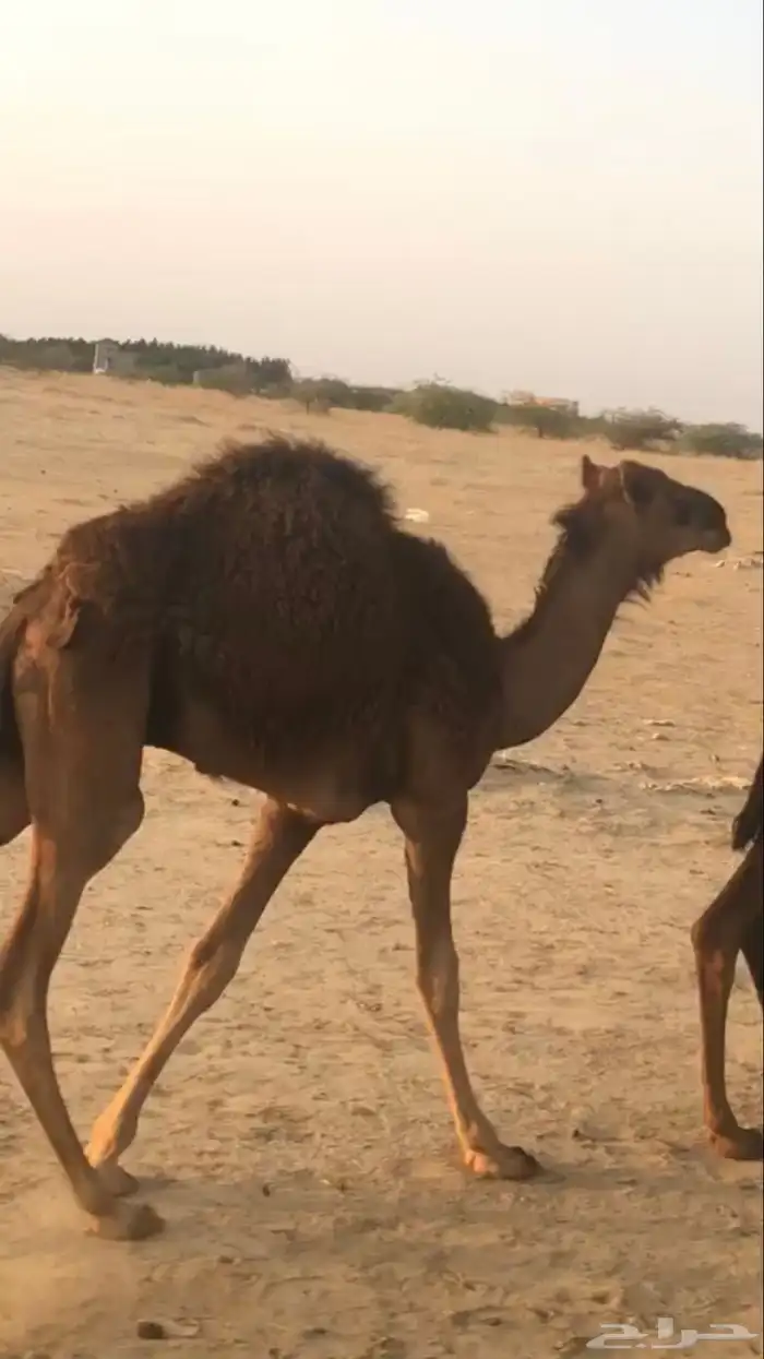 قعدان للبيع 2