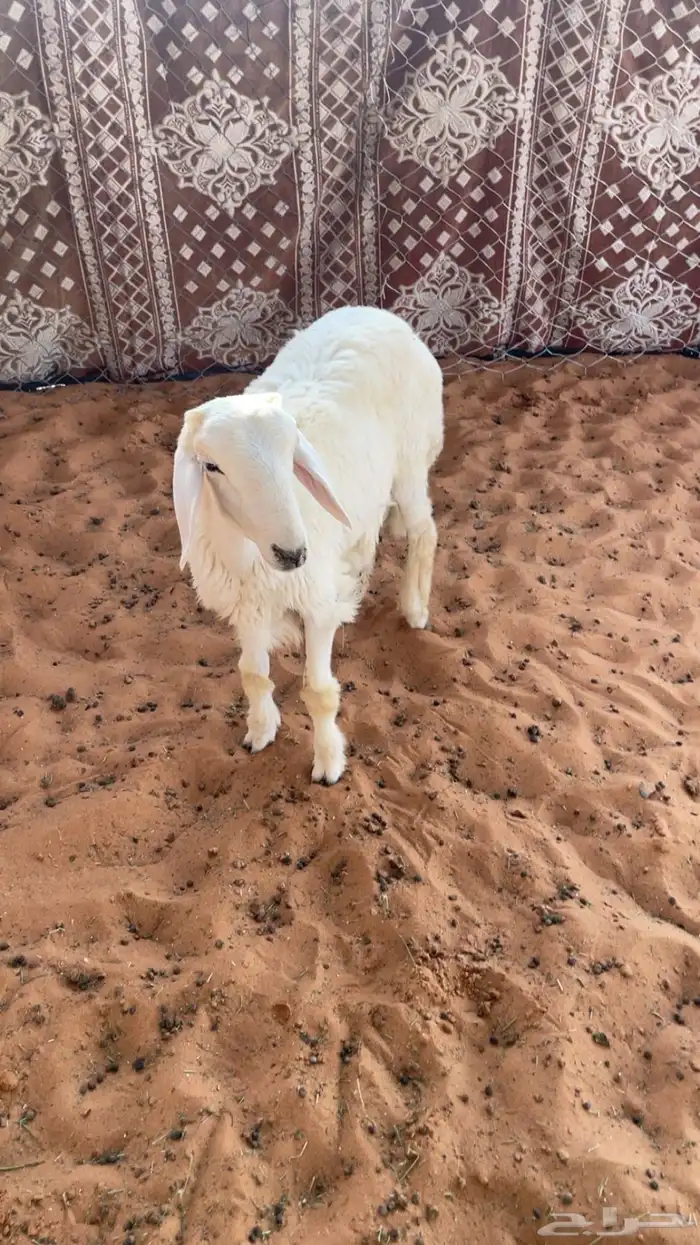 حريات البيع 0