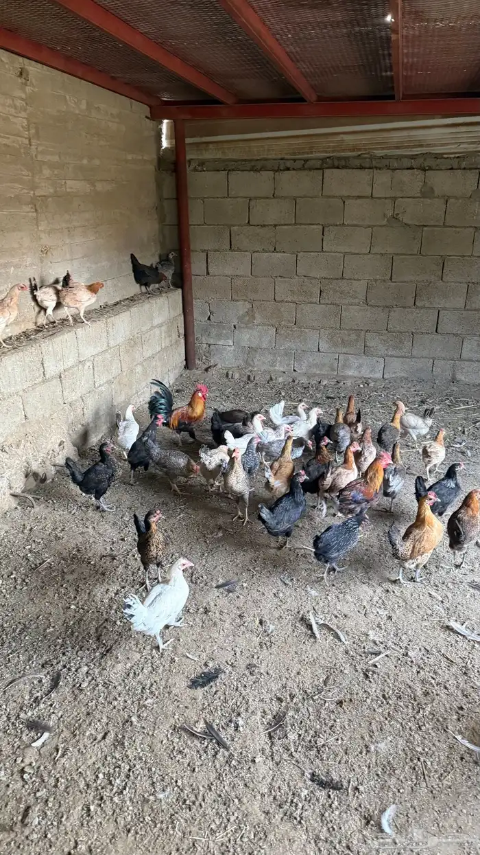 دجاج عربي للبيع 2