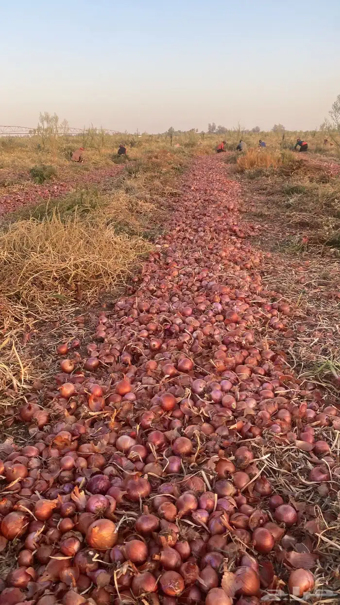 بصل بذره يمني فاخر 12